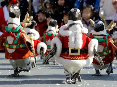 video lucu pinguin