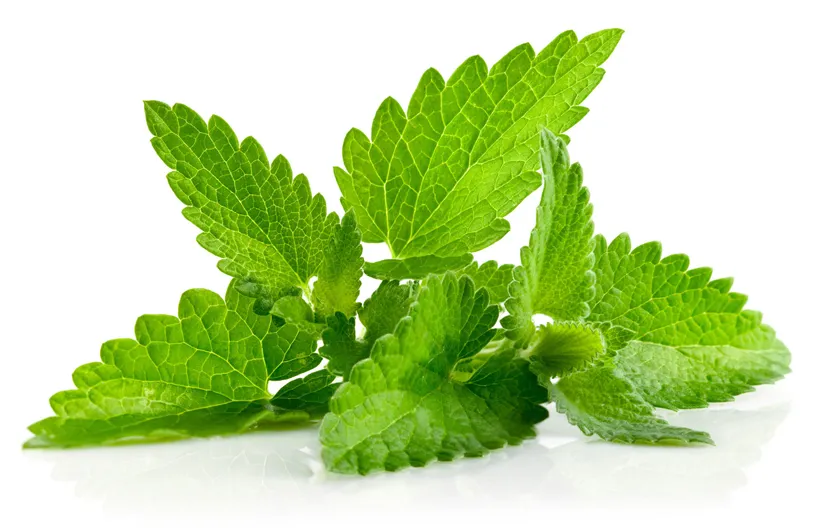 15 Manfaat Daun Mint