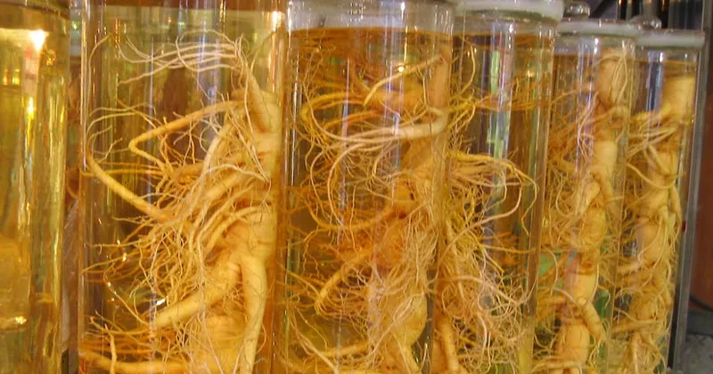 Ikuti Aturannya Agar Manfaat Ginseng Bisa Maksimal