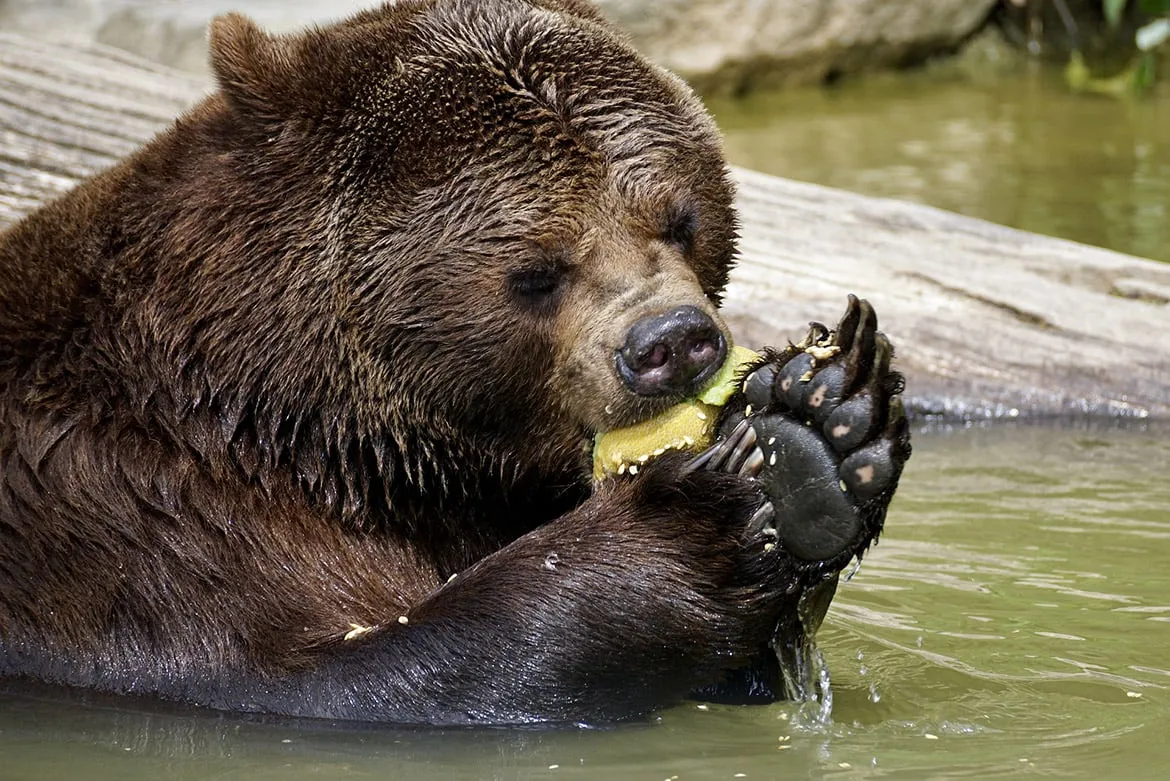 Haven’t you heard? Lunchtime is a bear necessity!