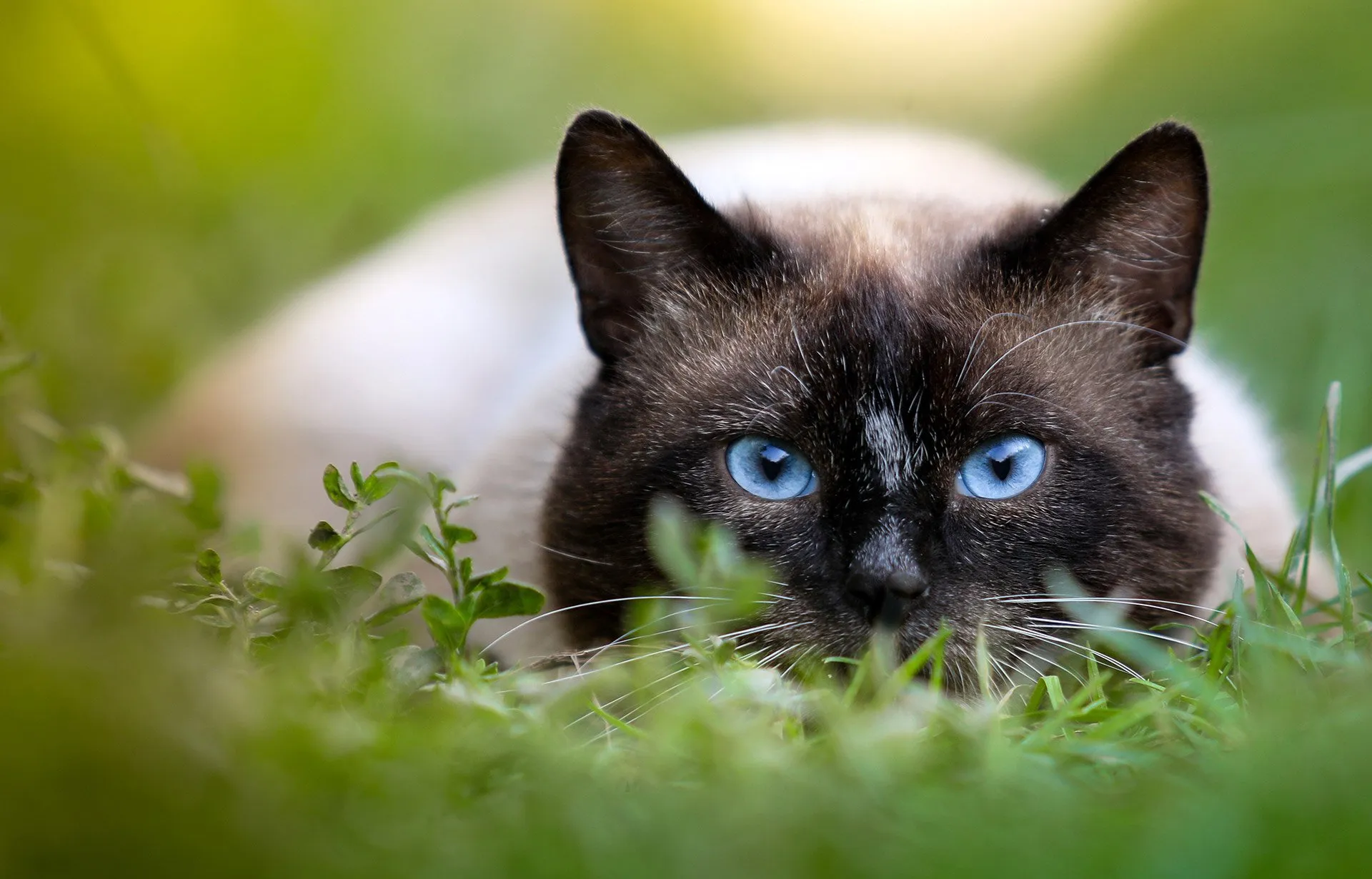 3 Questions You Had About Cat Butts | Answered