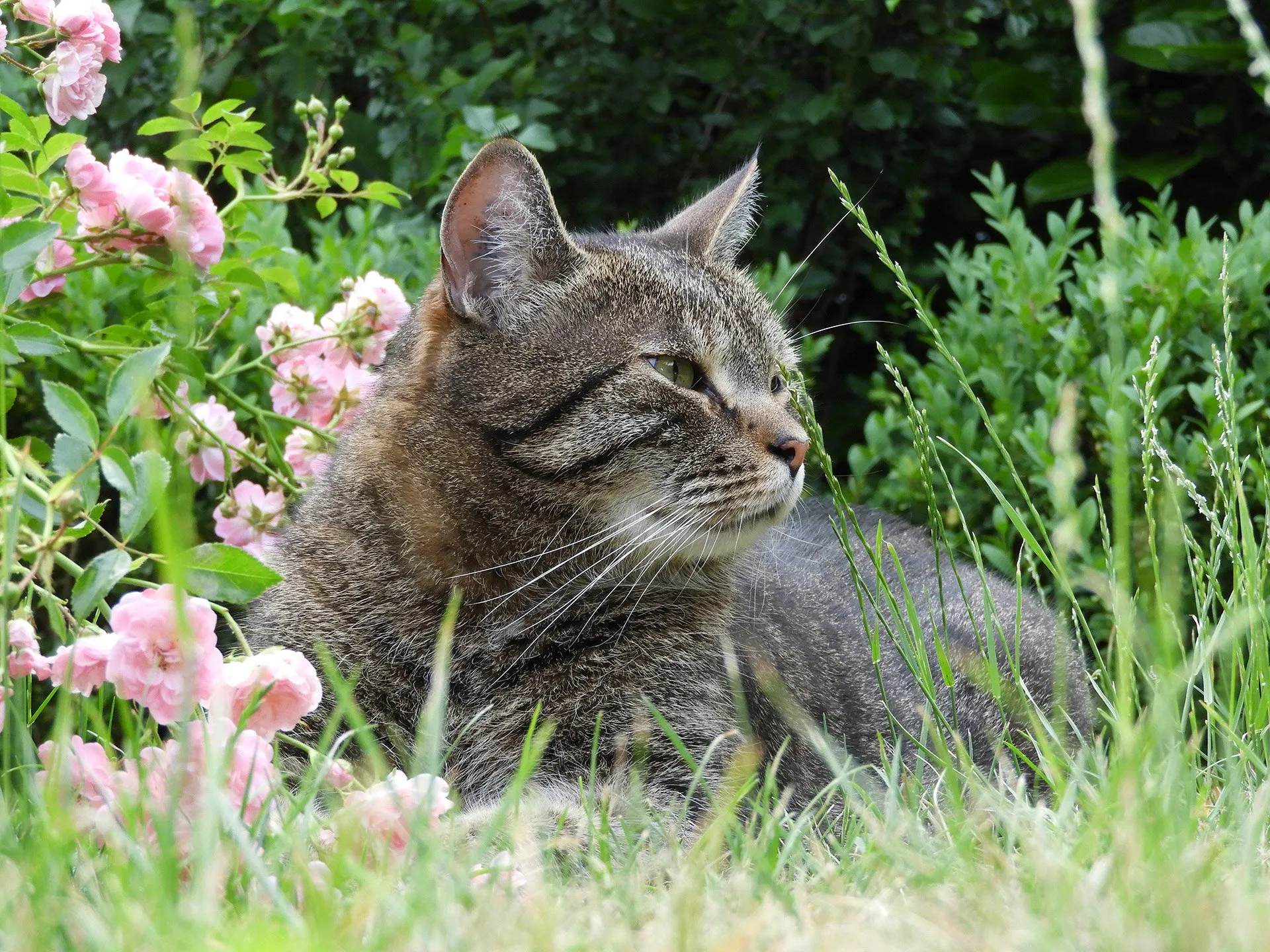 With senior cats, sometimes it’s not just old age