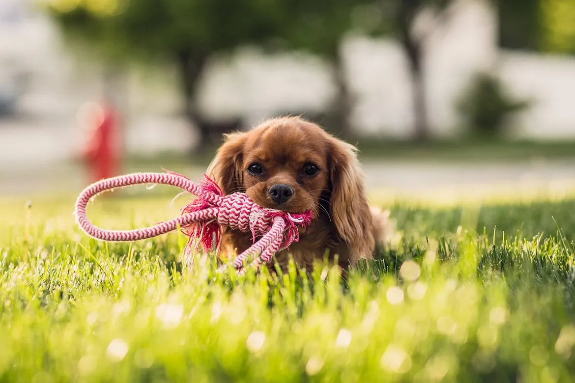 Puppies Destined to Help Veterans Start Service Dog Training