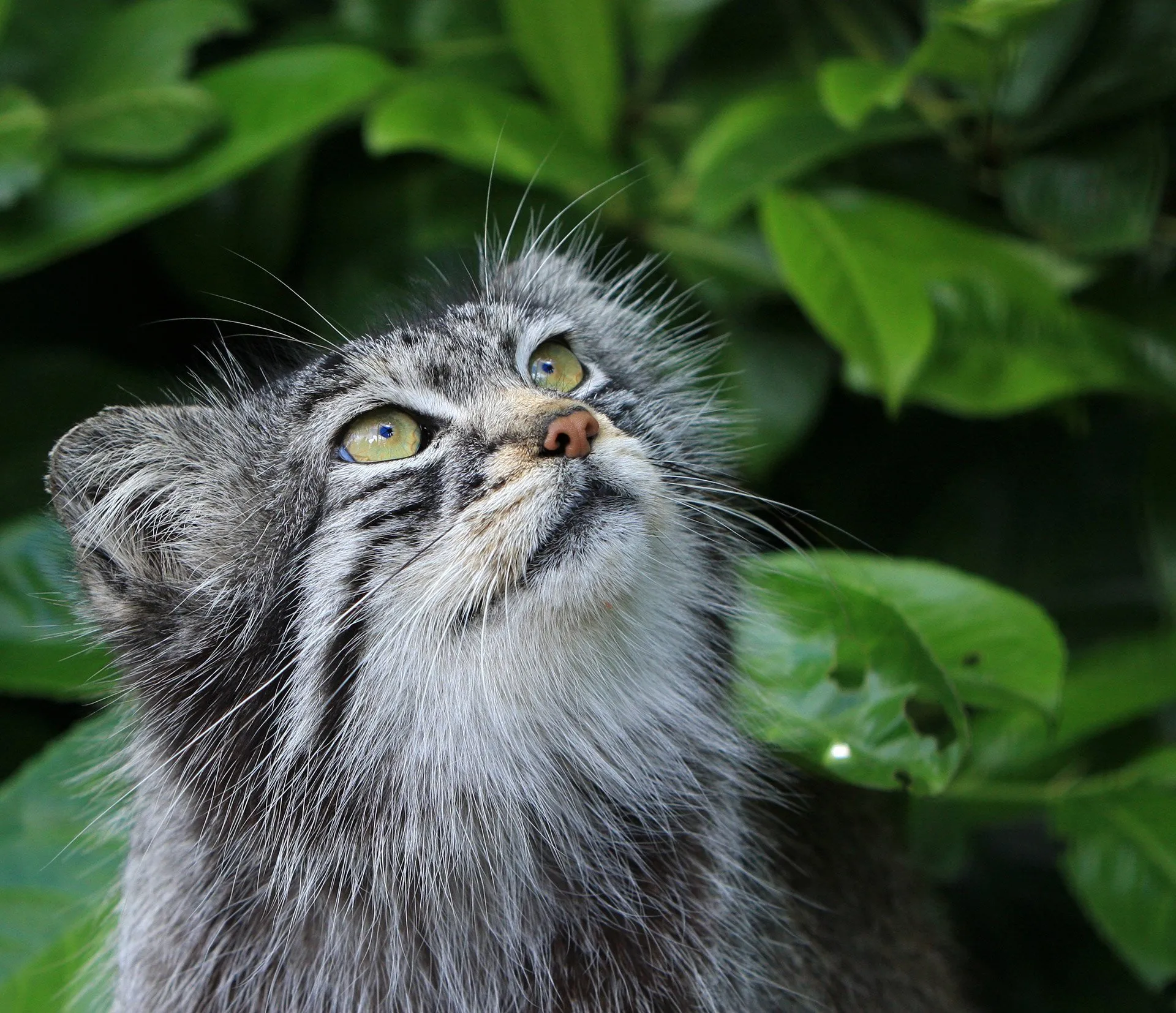 Columbus Zoo announces birth of otter pup, Pallas’ cat
