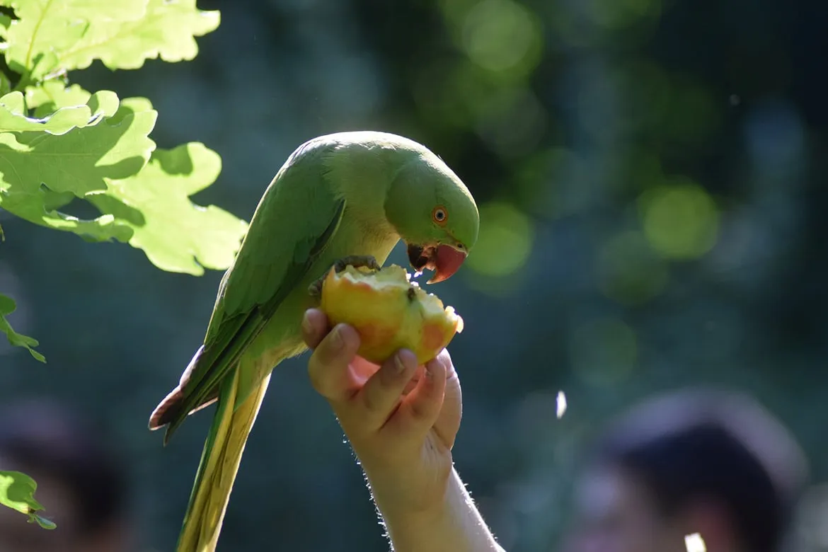 Lost parakeet delivered back home thanks to postman and the RSPCA