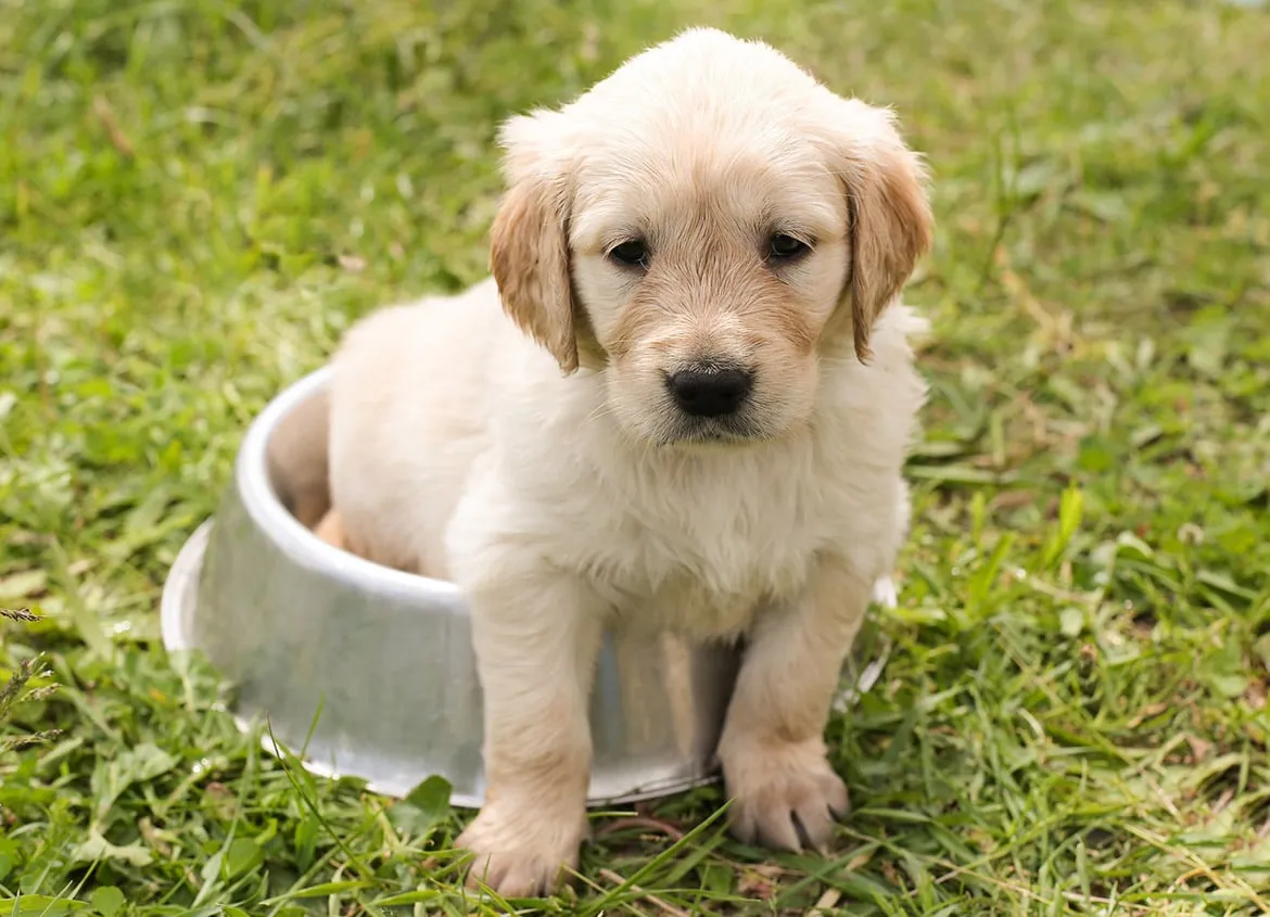 Golden Retriever Gives Birth To Green Puppy, Named ‘Forest’
