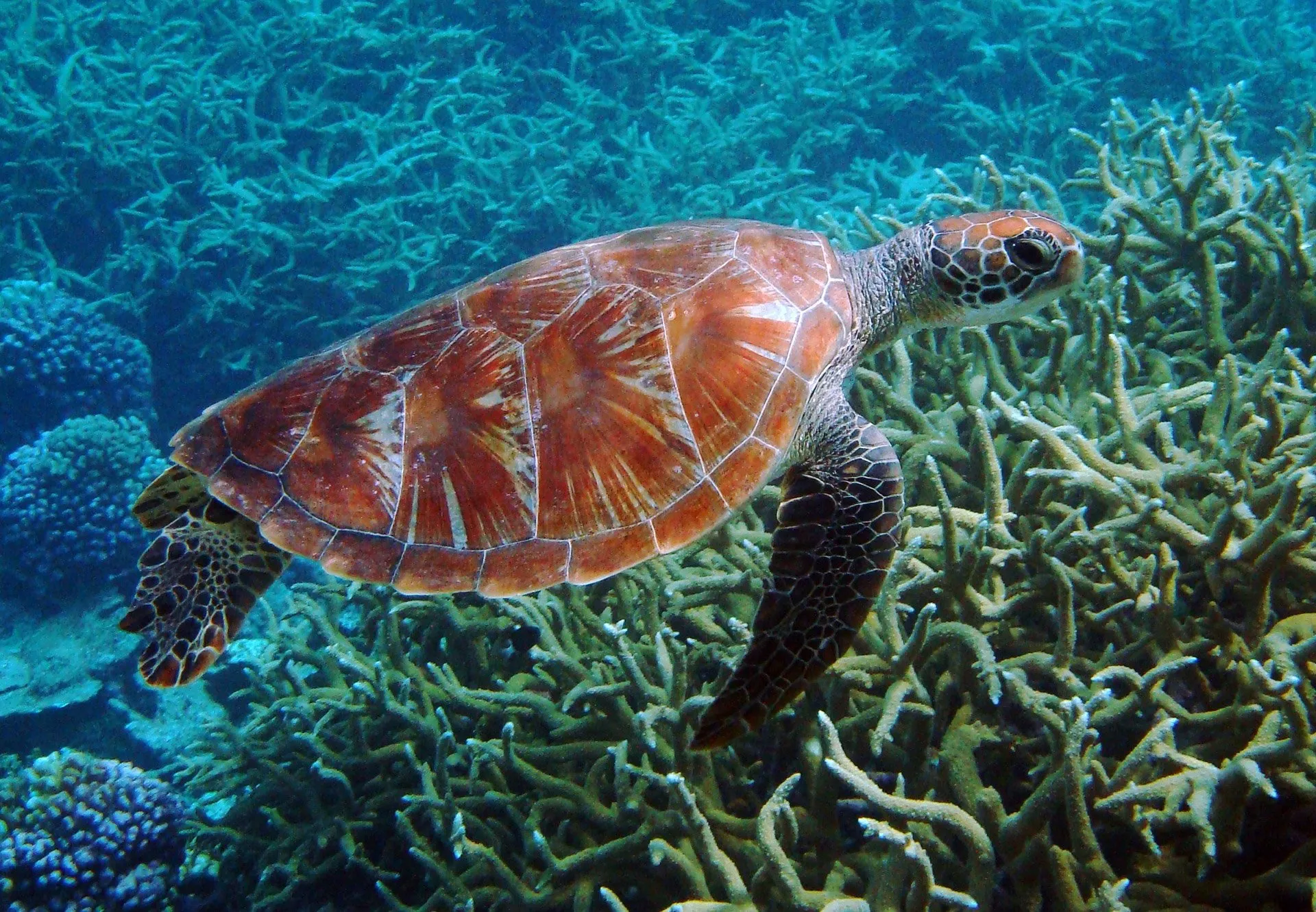 WATCH: Baby Sea Turtles’ Journey to the Ocean