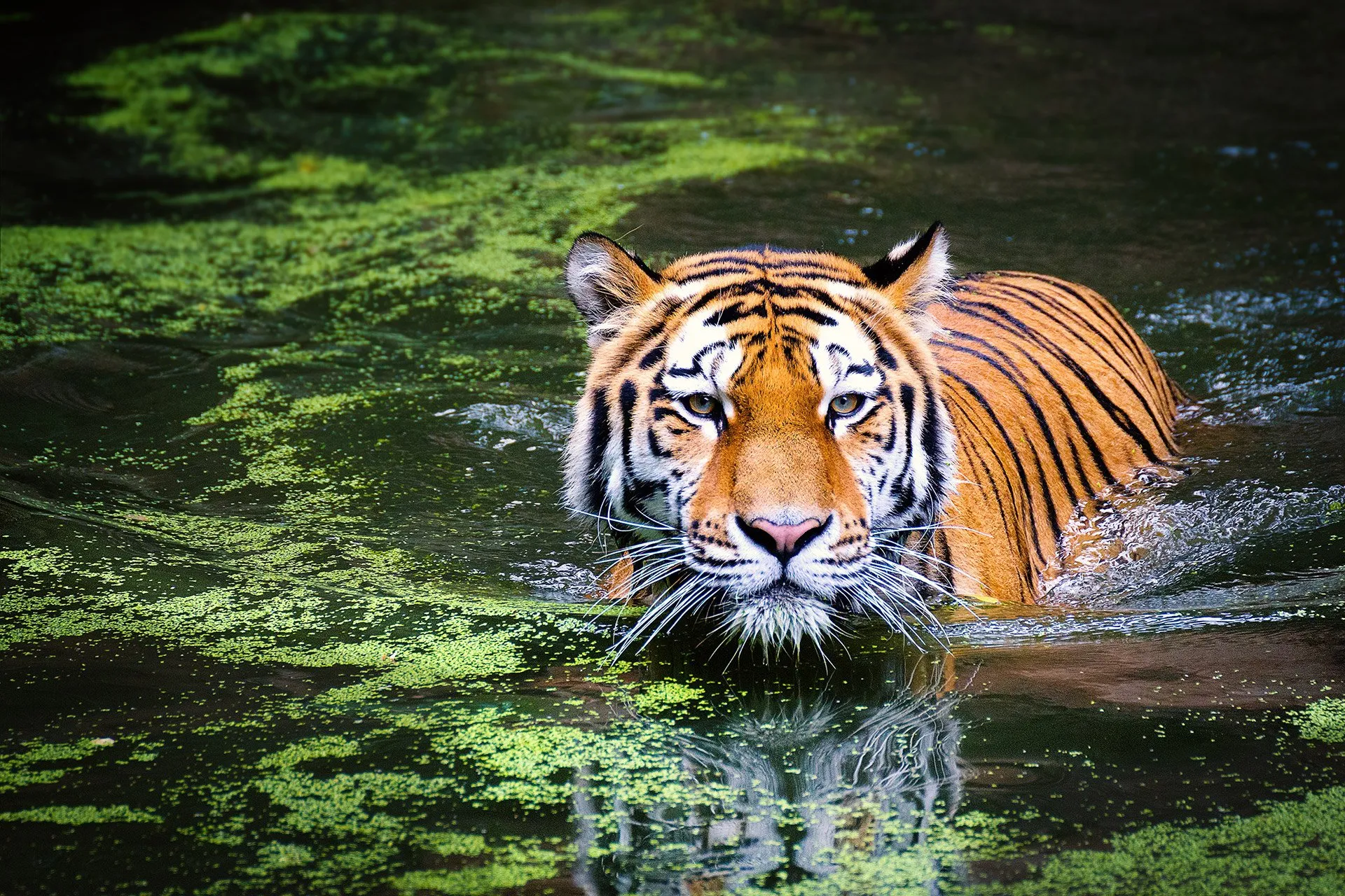 Breaking News | China banned the sale of tiger bones so traders