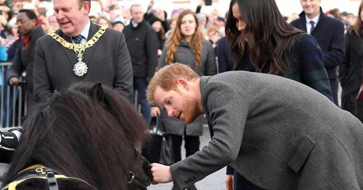 Momen Lucu Pangeran Harry Digigit Kuda Poni