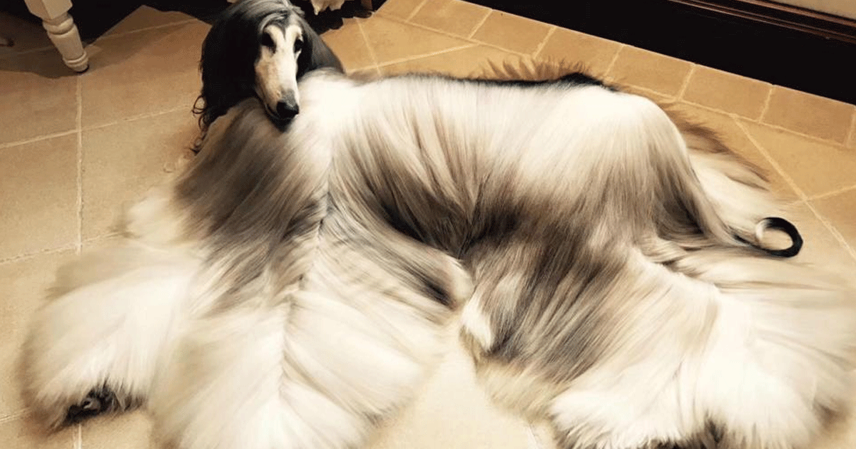 11 Fakta Anjing Tercantik di Dunia yang Perawatannya Telan Ratusan Juta