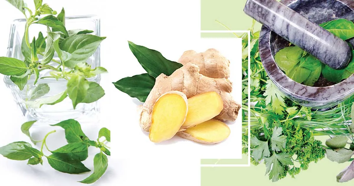 3 Bahan Alami Untuk Mengatasi Asam Urat yang Mengganggu