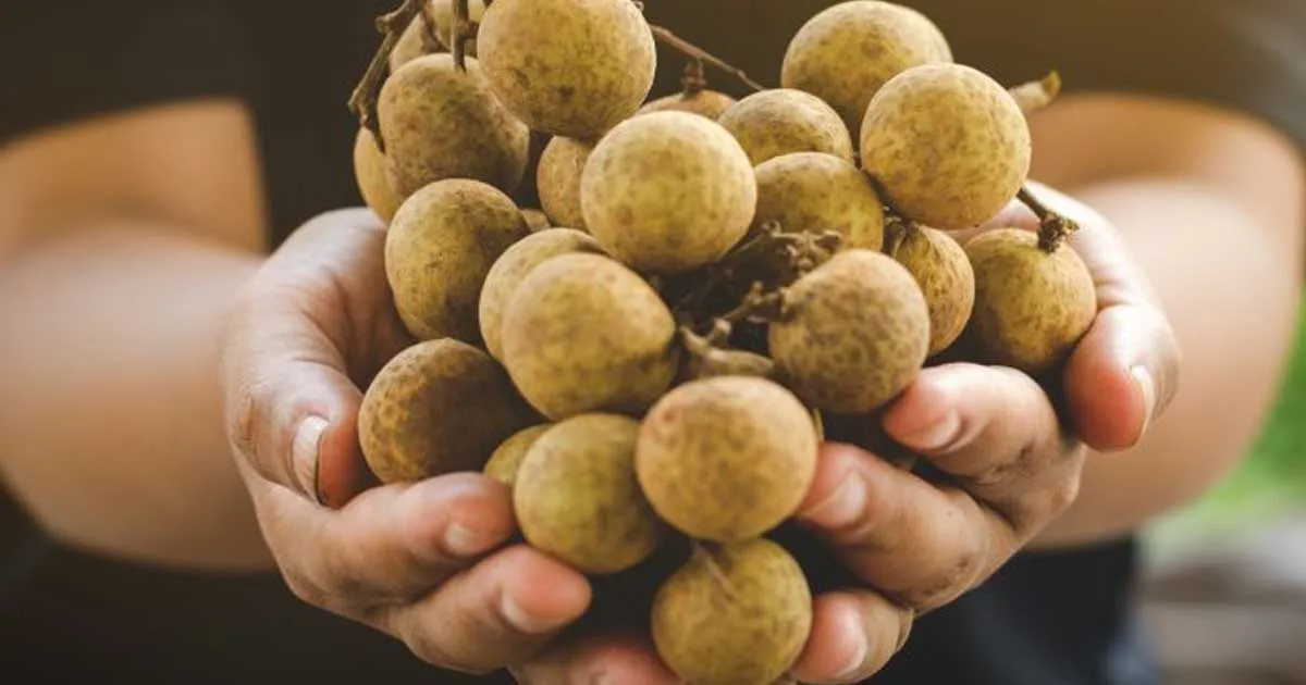 5 Manfaat Luar Biasa Buah Kelengkeng