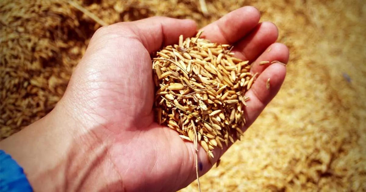 12 Superfood yang Mampu Mendetoksifikasi Tubuh – Bagian 2