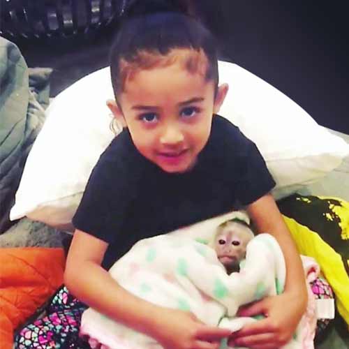monyet-chris-brown