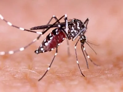 nyamuk-aedes-aegypti