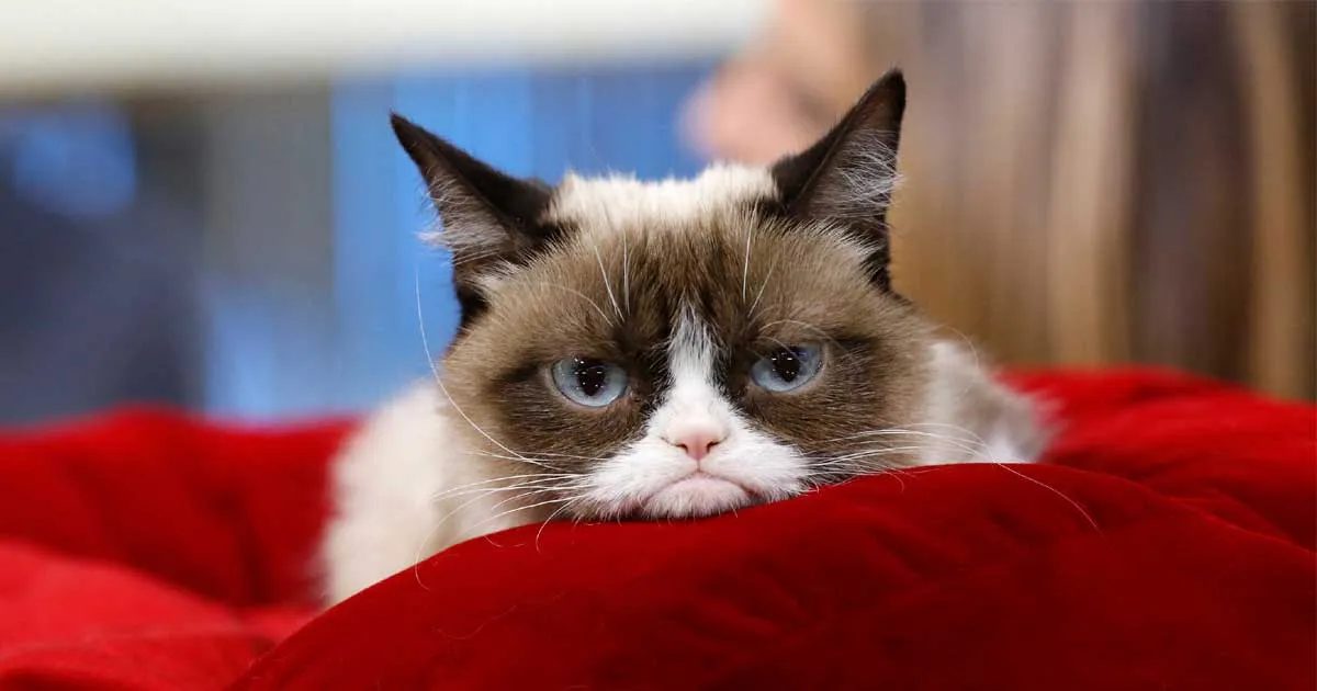 Kangen dengan Grumpy Cat? Yuk, Kenalan dengan Versi Abadinya