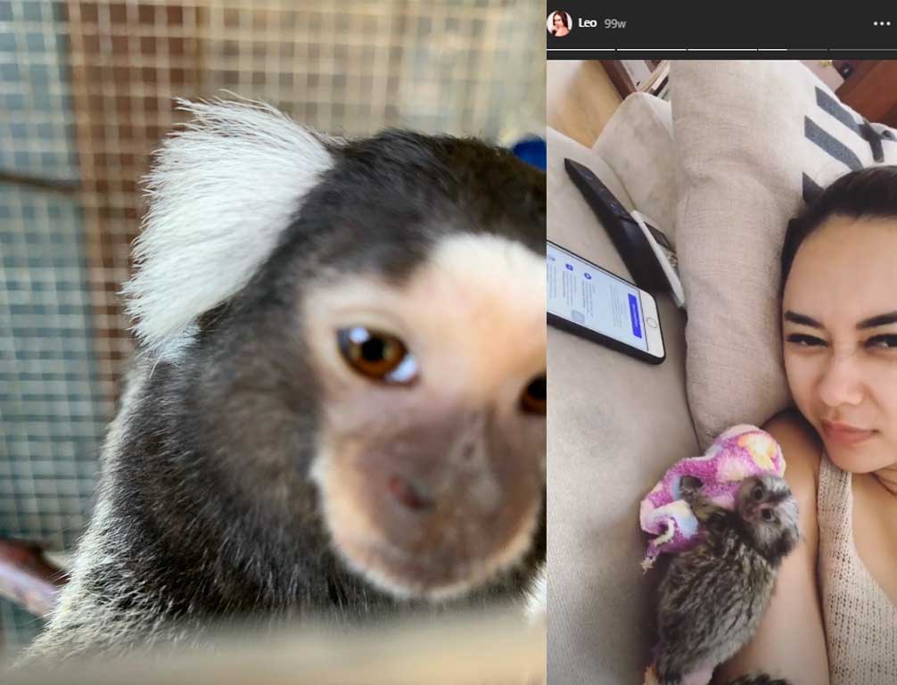 monyet-marmoset-aura-kasih.jpg3