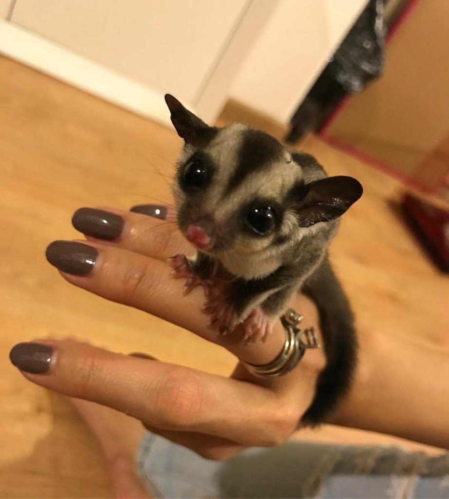 sugar-glider-aura-kasih