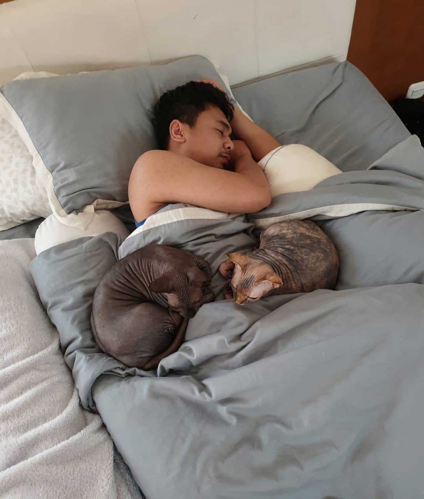 koleksi-kucing-raditya-dika