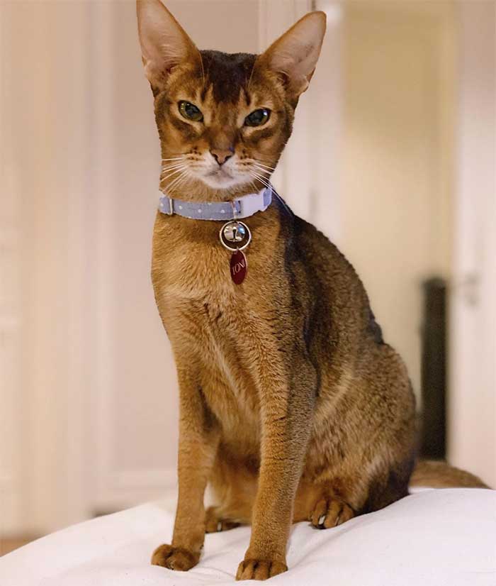 Kucing BCL