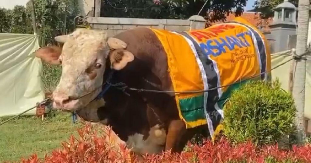 Sapi jumbo ashanty