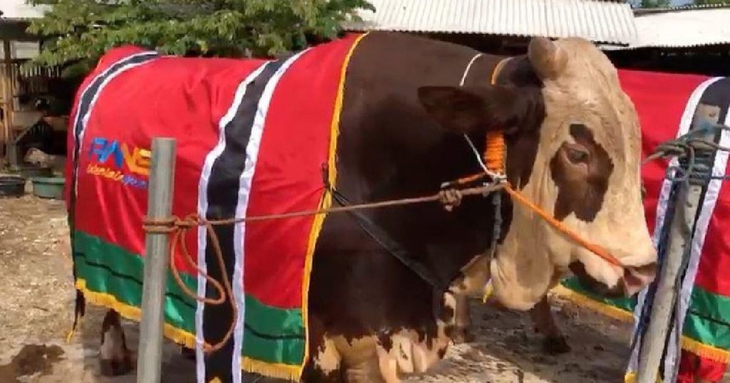 sapi jumbo raffi ahmad