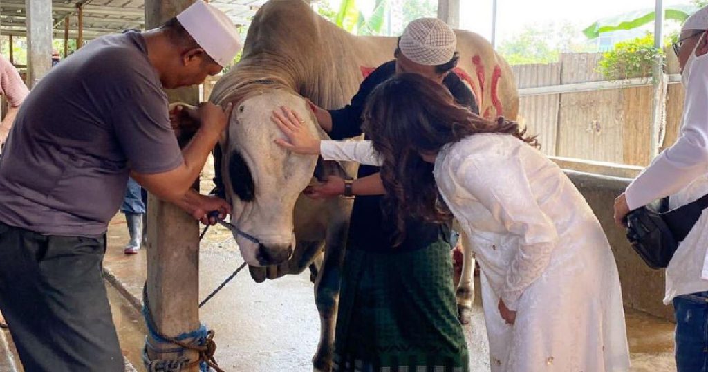 Sapi jumbo Ayu Ting Ting