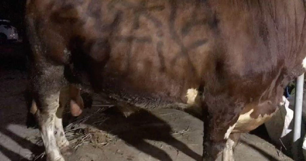 Sapi jumbo zaskia gotik