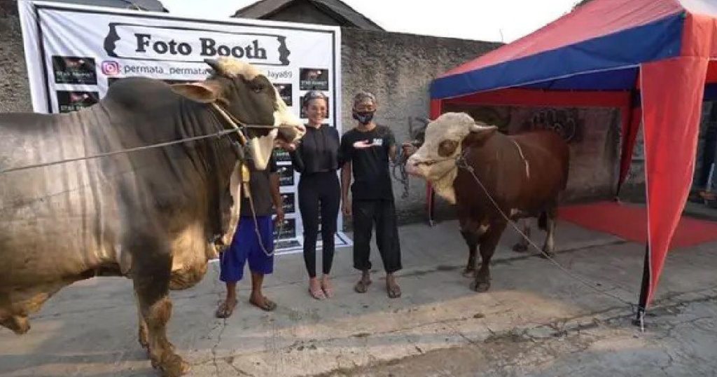 Sapi jumbo nikita mirzani