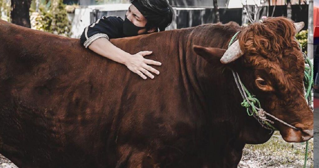 Sapi jumbo atta halilintar