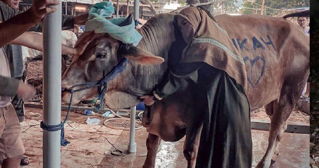 Sapi jumbo ria ricis