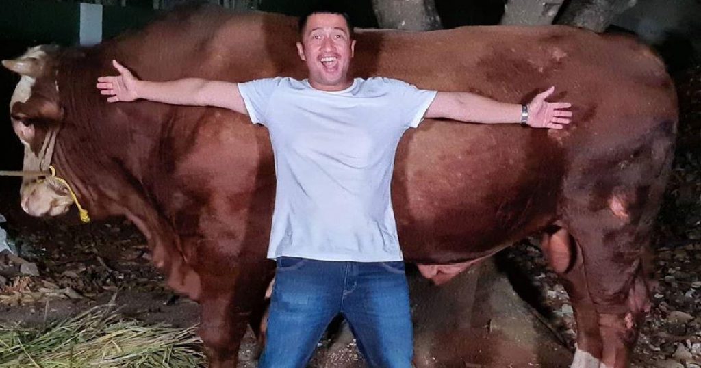 sapi jumbo irfan hakim