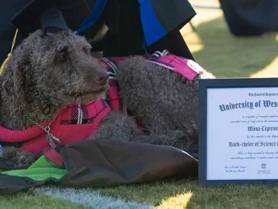 anjing-pertama-jadi-sarjana