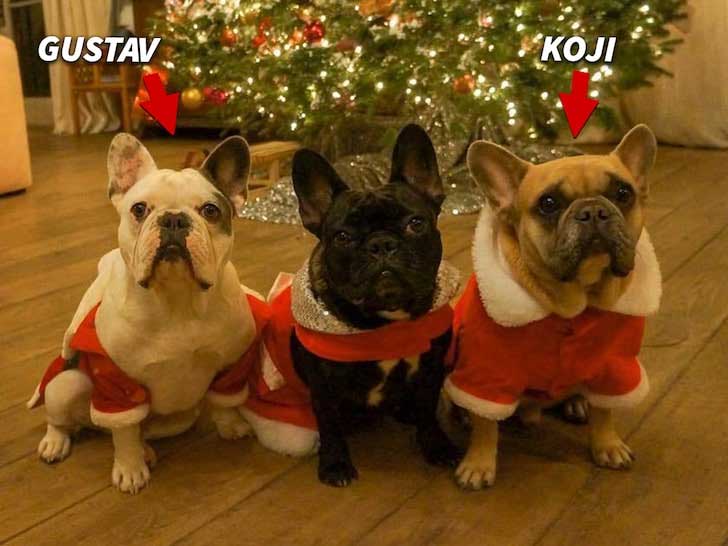 anjing-lady-gaga-bulldog-french