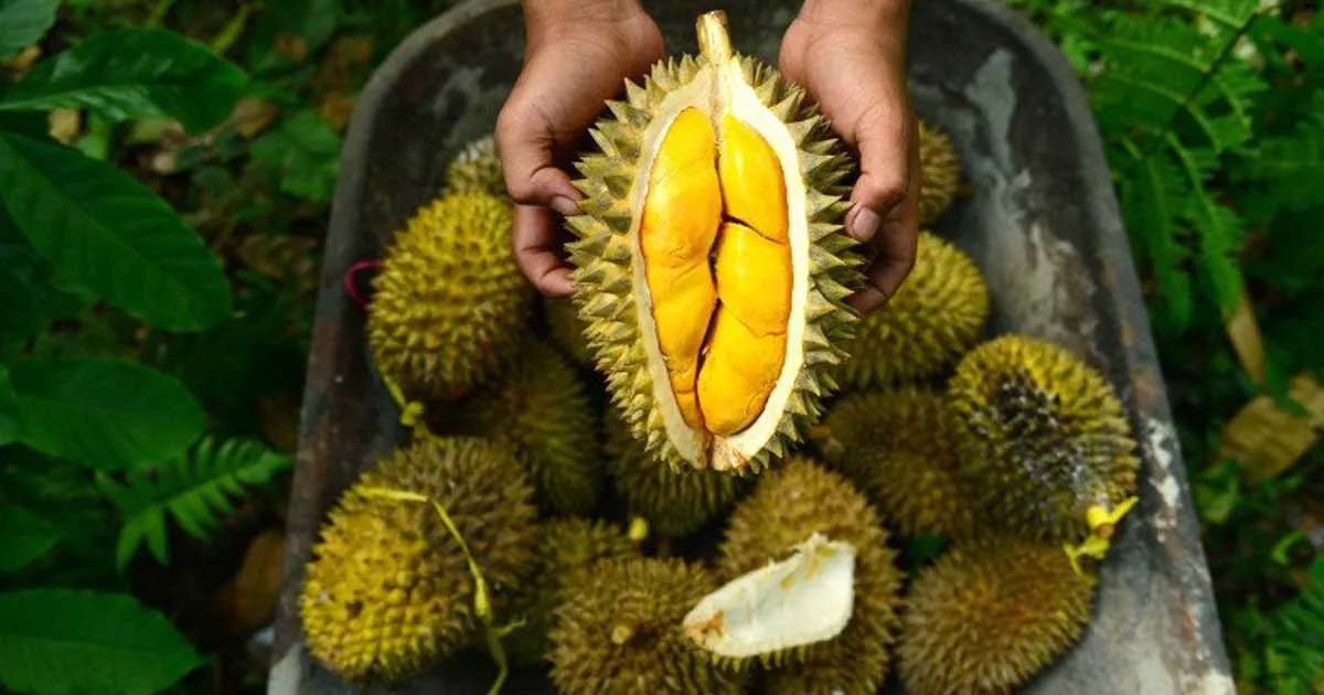 7 Manfaat Buah Durian yang Jarang Diketahui