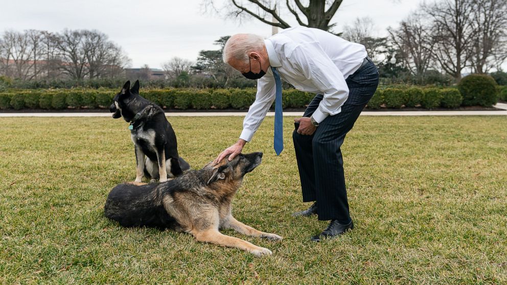 anjing joe biden major dan champ