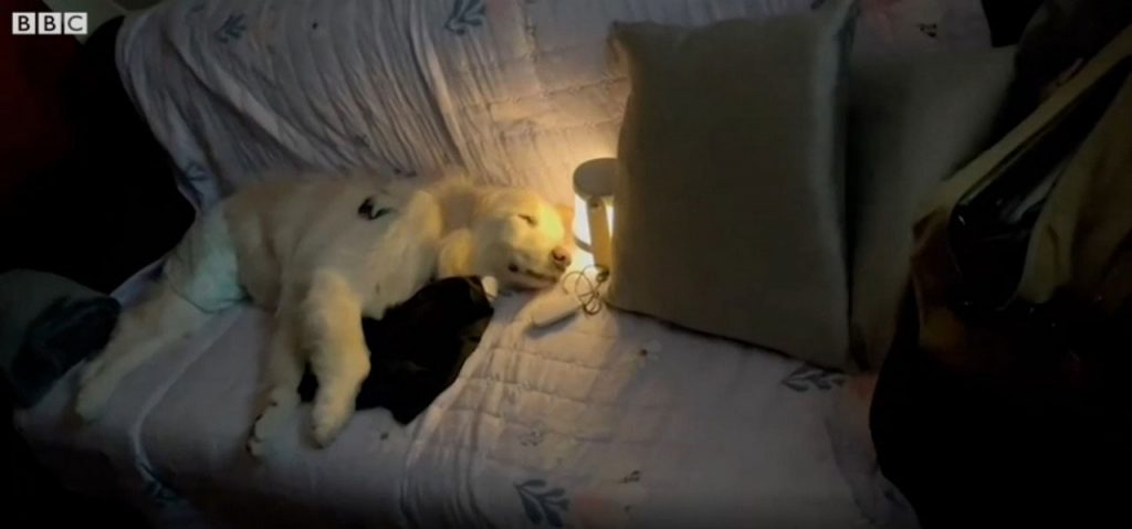 anjing-karta-tidur