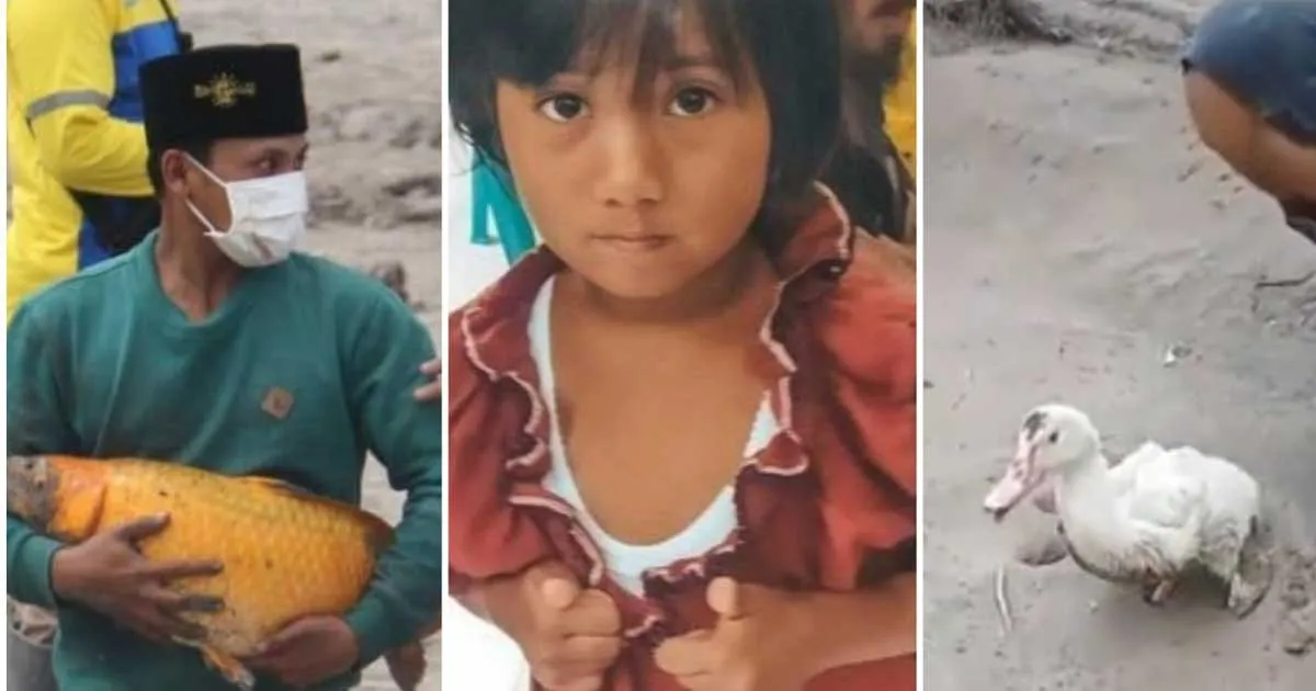 Kisah-Kisah Unik di Erupsi Semeru. Dari Bebek Terjebak Lumpur  Hingga Bocah Viral