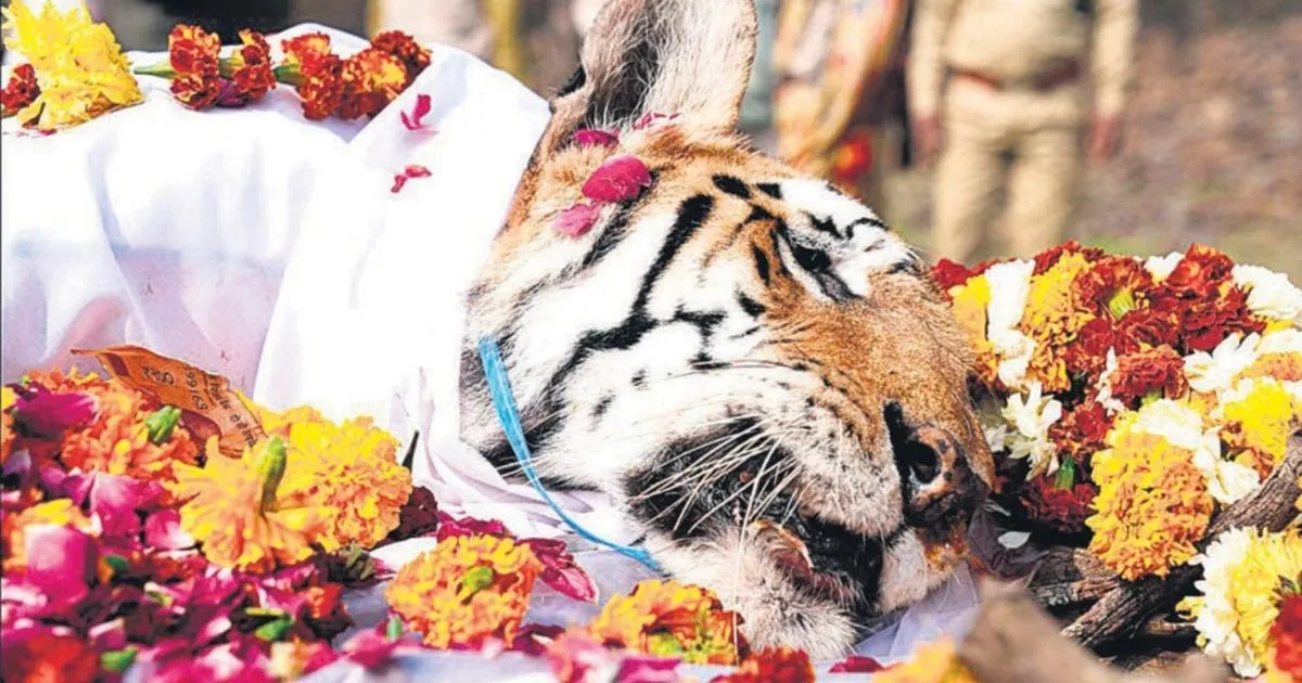 Harimau Legendaris di India Mati di Usia 16 Tahun. Sempat Melahirkan 29 Anak