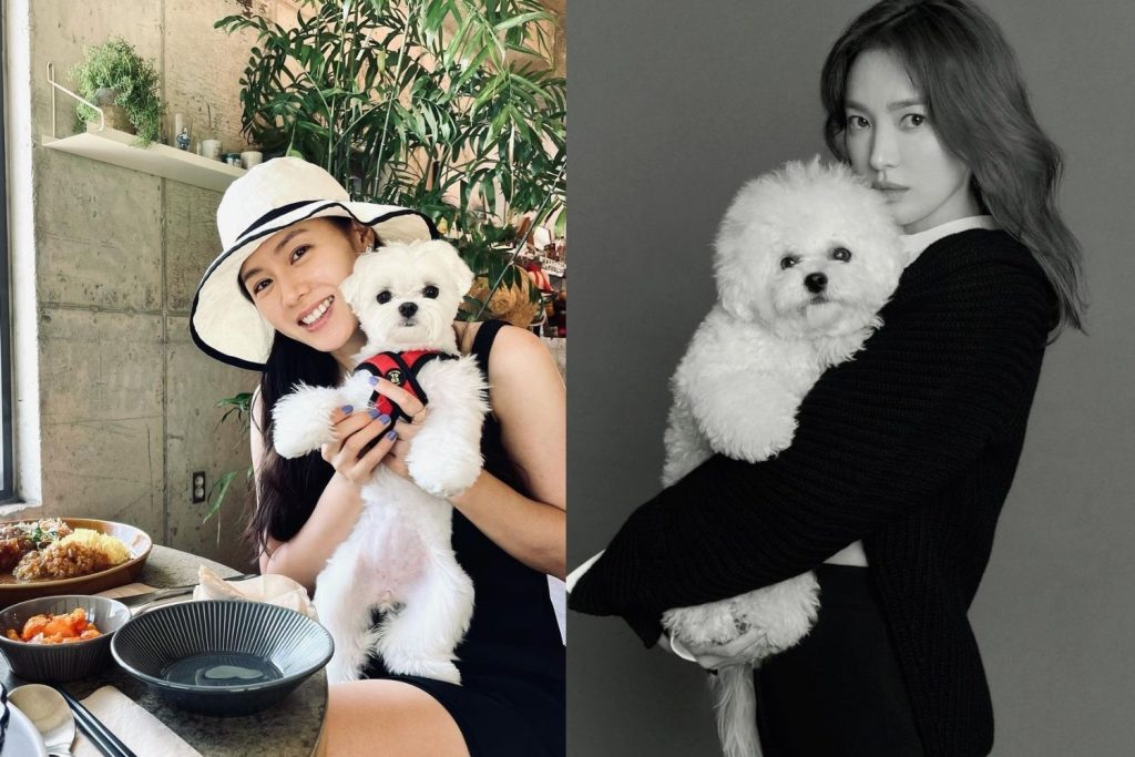 pecinta anjing