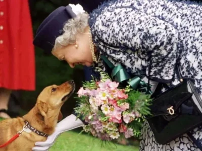 queen elizabeth's corgis