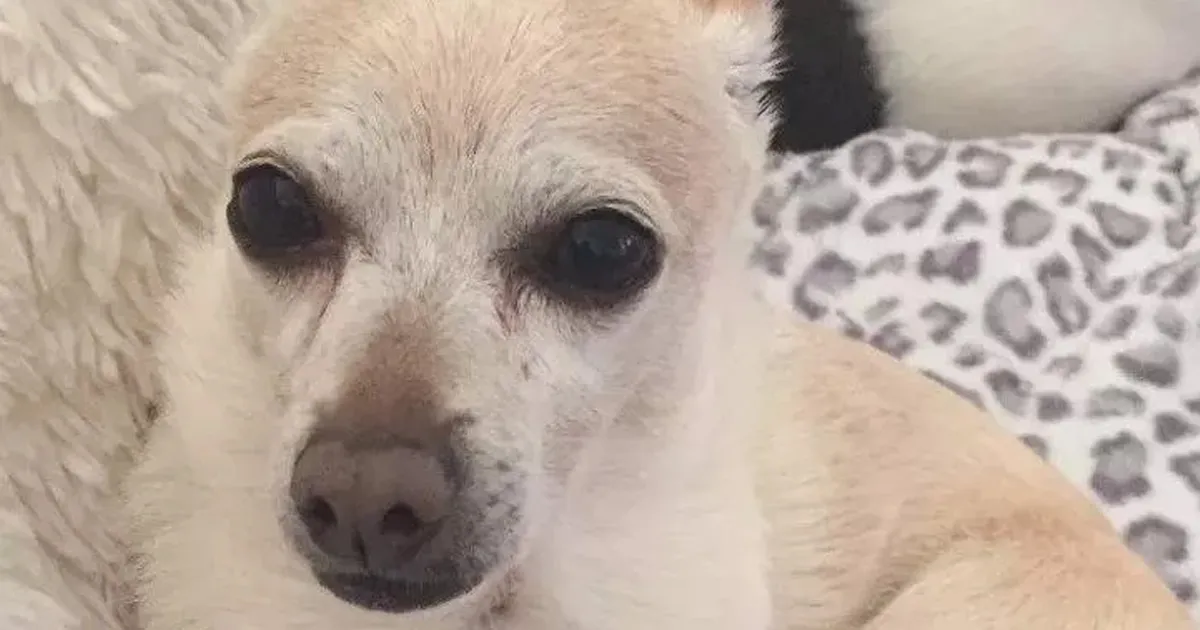 TobyKeith Dinobatkan Sebagai Anjing Tertua di Dunia. Ternyata Ini Rahasia Umur Panjangnya!