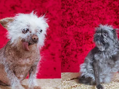 kontes-anjing-terjelek-di-dunia-2022