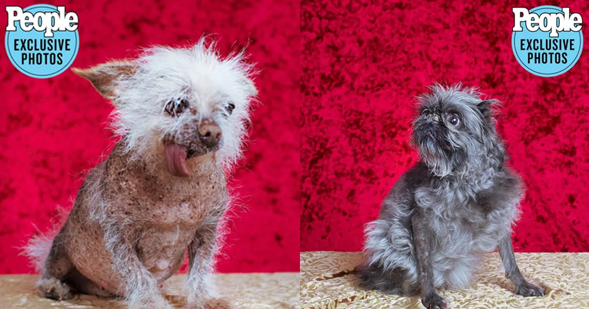 Kenalan Yuk Sama 7 Kontestan Anjing Terjelek di Dunia 2022!