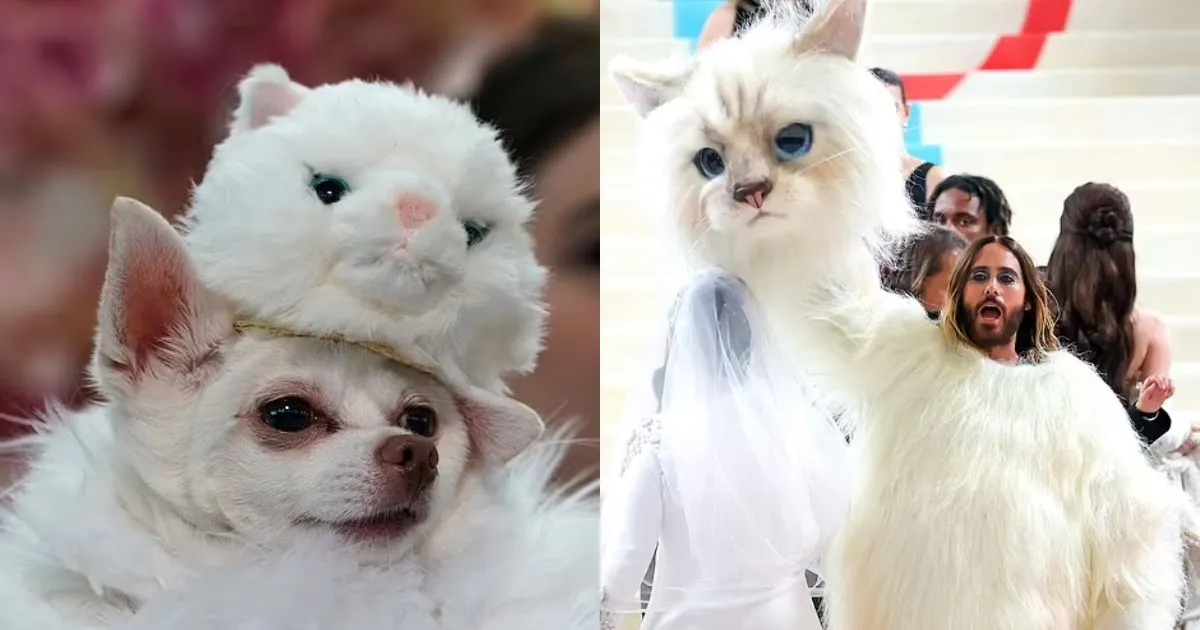 Anjing dan Kucing Ini Tiru Gaya Selebriti di Met Gala 2023. Gemesin Abis!