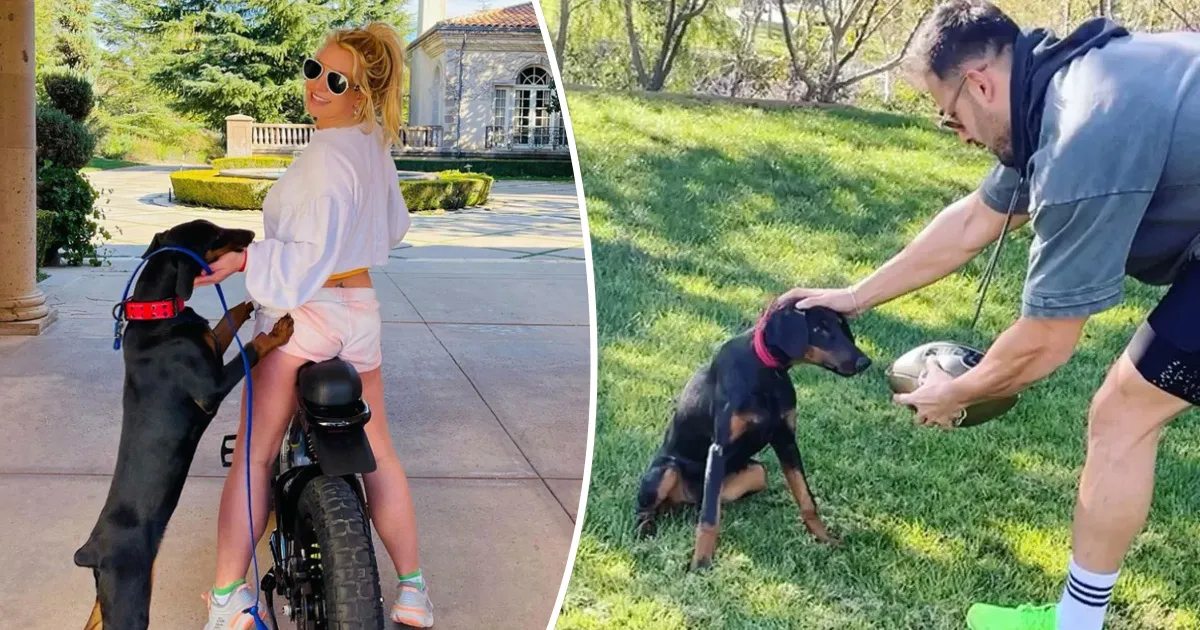 Britney Spears dan Sam Asghari Rebutan Anjing Peliharaan