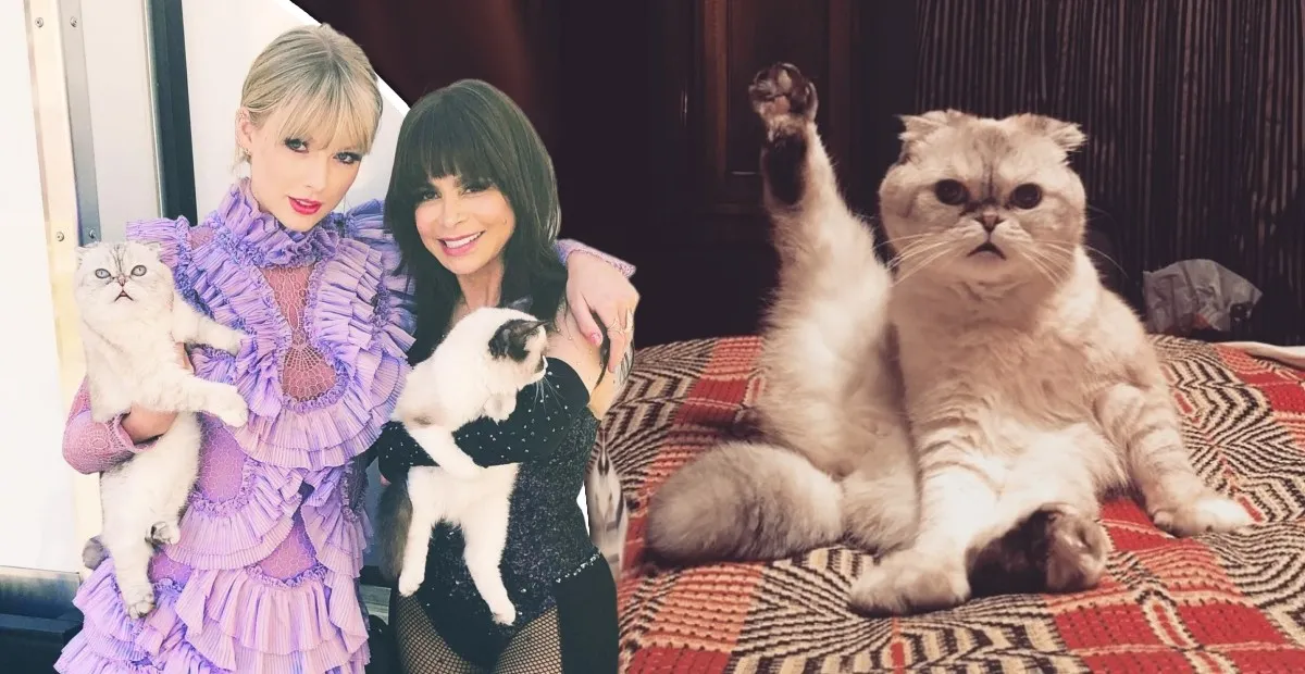 10 Potret Taylor Swift dengan Kucing-kucing Kesayangannya