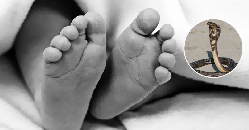 Masukkan Tangan ke Lubang, Bocah 4 Tahun Tewas Digigit Kobra