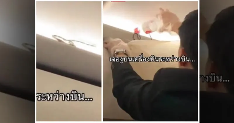 Penumpang AirAsia Thailand Temukan Ular Hidup di Kabin
