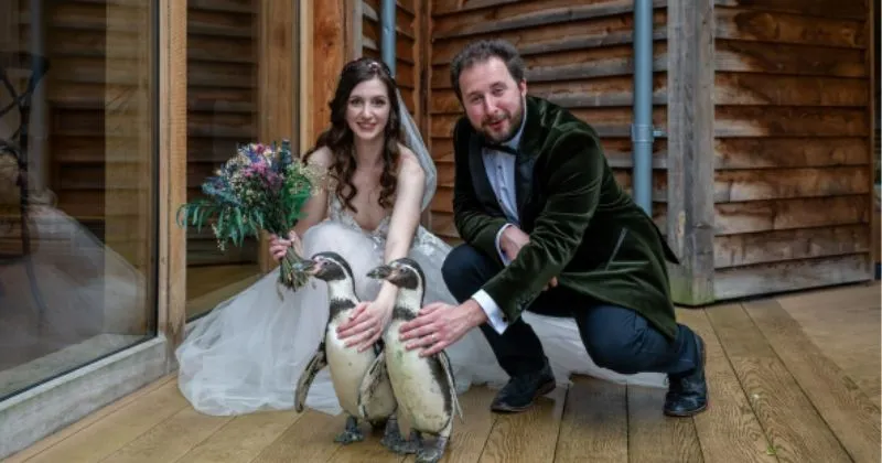 Lucunyaaa… Penguin Ini Jadi Pendamping Pengantin